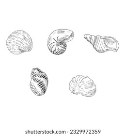 Set of seashells. Vector sketches. Isolated objects on a white background. Hand-drawn style.