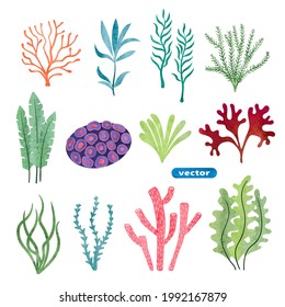 Set of seaweed and corals isolated on white background. Underwater watercolor algae set. Aquarium plants vector illustration