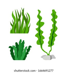 Set seaweed in flat style isolated on white background.Marine flora and fauna.vector simple illustration.Ocean animals.Different corals and seaweed or algae.Deep sea creatures.Underwater biodiversity