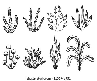 set of seaweed vector. isolated on white background.