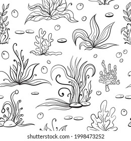 Set of seaweeds and marine plants. Seamless pattern of algae, leaves, coral. Vintage style drawn marine flora. White background vector illustration. Design for summer beach, decorations.