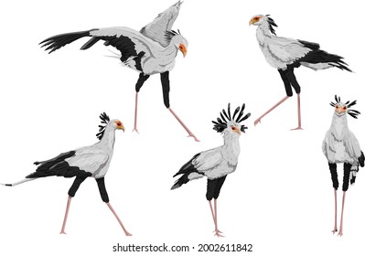 Set of secretary birds Sagittarius serpentarius in different poses. Wild birds of Africa. Realistic vector animal