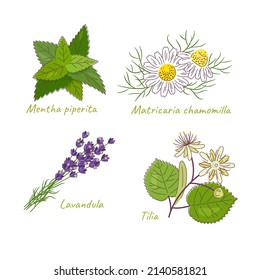 Set of sedative medicinal herbs. Vector color illustration.