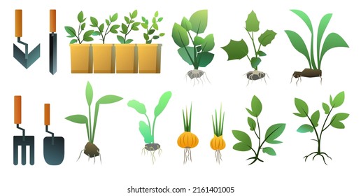 Set of Seedling garden plants with roots. Sowing agricultural material. Roots in box. Isolated on white background. Vector.