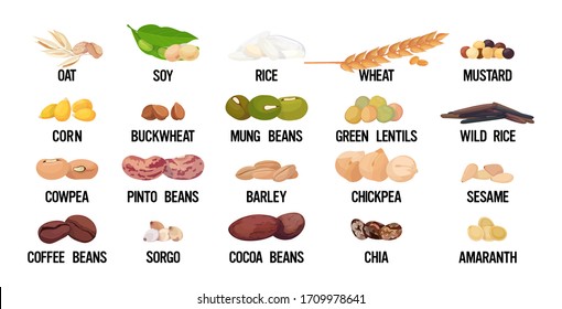 set seeds beans and grains organic healthy vegetarian food collection on white background horizontal vector illustration