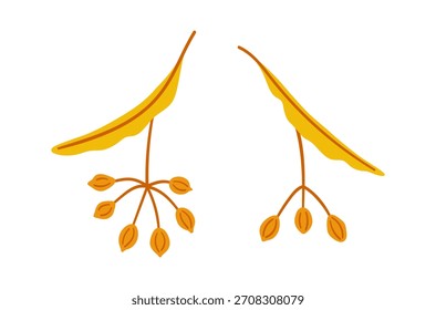 Set of seeds linden tree. Vector simple hand-drawn element on a white background for stickers, web design, and postcards
