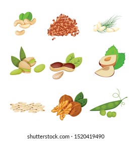 Set of seeds and nuts. Collection of traditional snacks. Vector illustration.