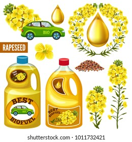 Set of seeds and rape flowers, canola oil. Brassica napus. Biofuel from rape save planet. Isolated vector illustration on white background.