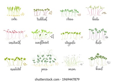 Set of seeds and sprouts of micro greens. Herbs - radishes, beets, cabbage, mustard, chard, sunflower, arugula, cress salad. Organic healthy food. Flat Vector illustration on white background.