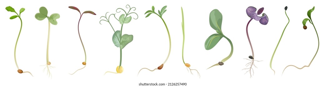 Set of seeds and sprouts of microgreens on white background, vector illustration.