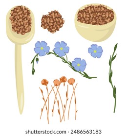 Set of seeds and various parts of the flax plant, young shoots and mature bolls on dry stems vector illustration