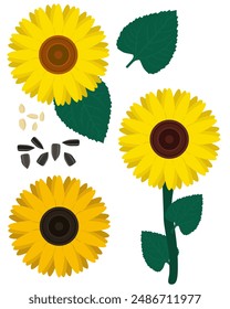 Set of seeds and various parts of the sunflower plant, flowering oil plant vector illustration for design