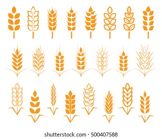 A set of seeds of wheat, barley, rye ears. Vector illustration on white background izolirovaeerm.