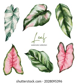 Set of Separate parts and bring together to beautiful leaf of Tropical elegant monstera and caladium in vector watercolors style. Monstera plant leaf  and elegant bonnie color leaf Caladium bicolor