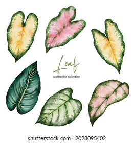 Set of Separate parts and bring together to beautiful leaf of Tropical elegant monstera and caladium in vector watercolors style. Monstera plant leaf  and elegant bonnie color leaf Caladium bicolor