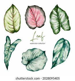 Set of Separate parts and bring together to beautiful leaf of Tropical elegant monstera and caladium in vector watercolors style. Monstera plant leaf  and elegant bonnie color leaf Caladium bicolor