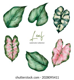 Set of Separate parts and bring together to beautiful leaf of Tropical elegant monstera and caladium in vector watercolors style. Monstera plant leaf  and elegant bonnie color leaf Caladium bicolor