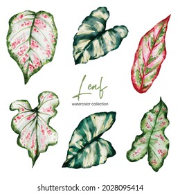 Set of Separate parts and bring together to beautiful leaf of Tropical elegant monstera and caladium in vector watercolors style. Monstera plant leaf  and elegant bonnie color leaf Caladium bicolor