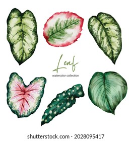 Set of Separate parts and bring together to beautiful leaf of Tropical elegant monstera and caladium in vector watercolors style. Monstera plant leaf  and elegant bonnie color leaf Caladium bicolor