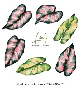 Set of Separate parts and bring together to beautiful leaf of Tropical elegant monstera and caladium in vector watercolors style. Monstera plant leaf  and elegant bonnie color leaf Caladium bicolor