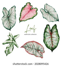 Set of Separate parts and bring together to beautiful leaf of Tropical elegant monstera and caladium in vector watercolors style. Monstera plant leaf  and elegant bonnie color leaf Caladium bicolor