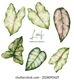 Set of Separate parts and bring together to beautiful leaf of Tropical elegant monstera and caladium in vector watercolors style. Monstera plant leaf  and elegant bonnie color leaf Caladium bicolor