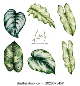 Set of Separate parts and bring together to beautiful leaf of Tropical elegant monstera and caladium in vector watercolors style. Monstera plant leaf  and elegant bonnie color leaf Caladium bicolor