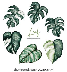 Set of Separate parts and bring together to beautiful leaf of Tropical elegant monstera and caladium in vector watercolors style. Monstera plant leaf  and elegant bonnie color leaf Caladium bicolor