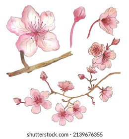 Set of Separate parts and bring together to beautiful bouquet of flowers in water colors style on white background, flat vector illustration
