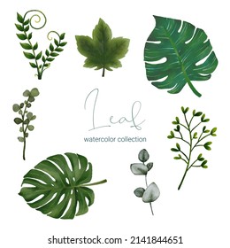 Set of Separate parts and bring together to beautiful plant and leave in water colors style on white background, flat vector illustration