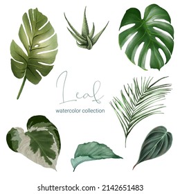 Set of Separate parts and bring together to beautiful plant and leave in water colors style on white background, flat vector illustration