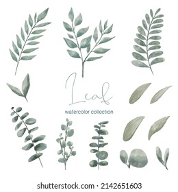 Set of Separate parts and bring together to beautiful plant and leave in water colors style on white background, flat vector illustration