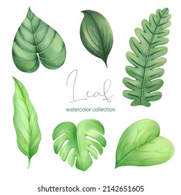 Set of Separate parts and bring together to beautiful plant and leave in water colors style on white background, flat vector illustration