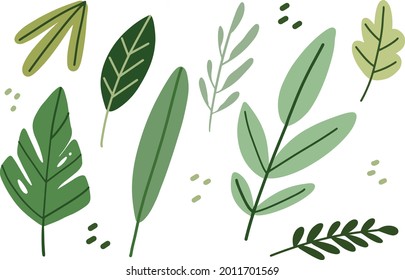 set of separated green tropical leaf. plant illustration