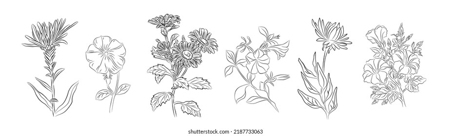 Juego de setiembre de flores linea ilustraciones vectoriales de arte - gloria más rápida y matutina (petunia).  Dibujo manual de dibujos vectoriales estilo boceto de tinta negra para arte de pared, joyería, tatuajes, diseño de logotipo.