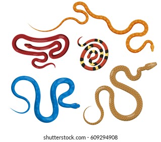 Set of serpents in different colors on white background. Vector illustration of various vipers blue with spots, checkered brown and maroon, yellow in circle, red in yellow and black stripes.