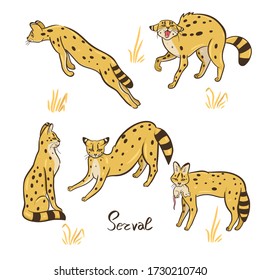 Set of serval isolated on a white background. Vector graphics.