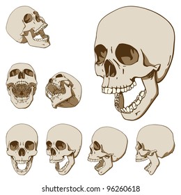 Set of Seven Drawings of Human Skull. Vector Illustration