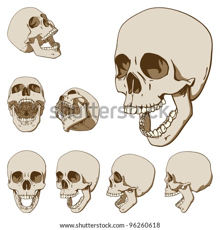 Set of Seven Drawings of Human Skull. Vector Illustration