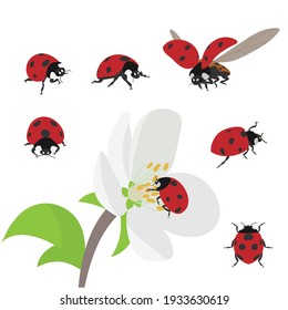 Set of seven isolated cartoon red ladybugs with flower. Vector