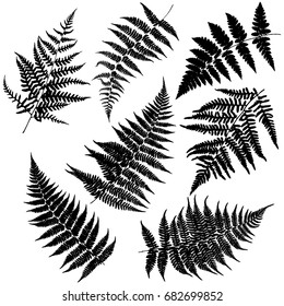 Set of seven silhouettes of ferns. Vector.