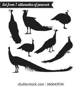 Set from seven silhouettes of peacock isolated on white background. Vector illustration