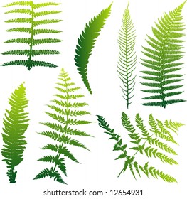 Set of seven vector ferns from New Zealand. Colors can be easily changed.