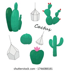 set of several cactuses and florariums