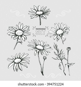 Set from several different chamomiles. Daisies hand-drawn.