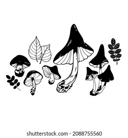 a set of several images of different mushrooms and leaves
