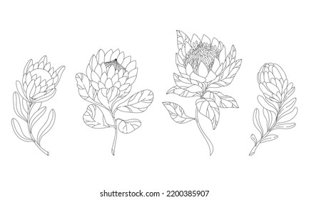 A set of several linear flowers for the design of a flower shop. Protea vector illustration isolated on white background. African exotic flower.