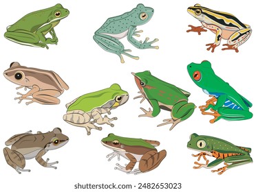 set of several species of frogs vector illustration isolated on white background 2