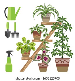 a set of several types of indoor plants and items for their care. houseplants are placed on a stair-shelf. the flat pattern. vector illustration. EPS 10.