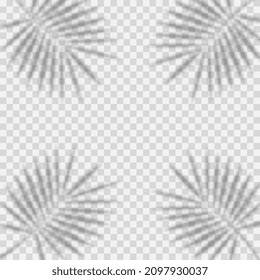 Conjunto de superposiciones de fondo de sombra. La Sombra Realista se burla de las escenas. Sombra transparente de hojas tropicales.